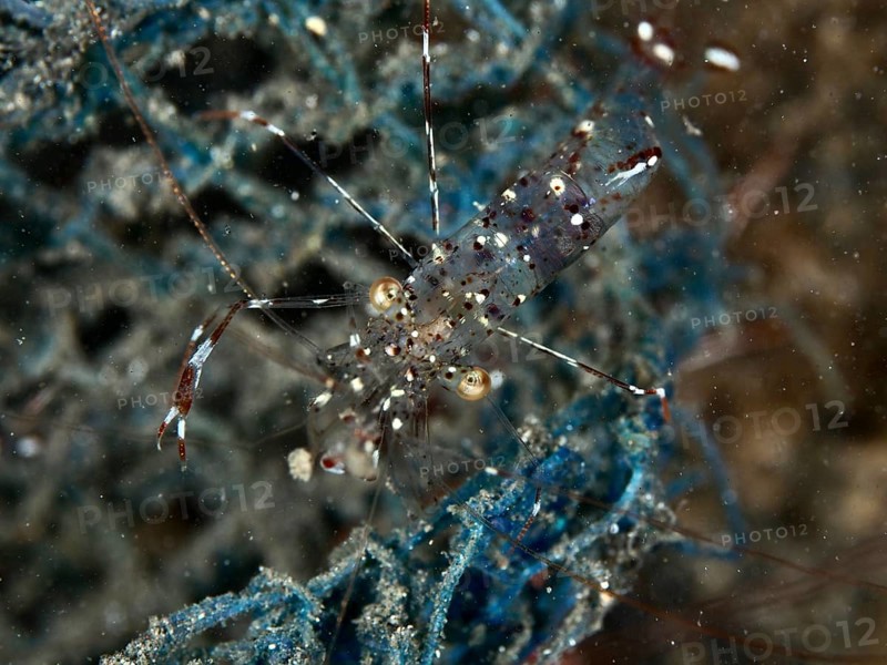 Transparent shrimp, Anton Bruun's cleaner shrimp (Urocaridella antonbruunii), on a blue net in the water, dive site House Reef, Penyapangan, Bali, Indonesia, Asia