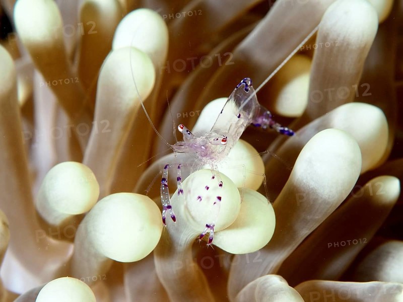 A transparent shrimp, saravati anemone partner shrimp (Ancylomenes sarasvati), tront on a cream-coloured sea anemone, dive site Prapat, Penyapangan, Bali, Indonesia, Asia