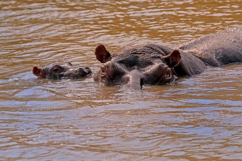 Hippopotamus (Hippopatamus amphibius), adult, juvenile, in water, social behaviour, portrait, Saint Lucia Estuary, Isimangaliso Wetland Park, Kwazulu Natal, South Africa, Africa