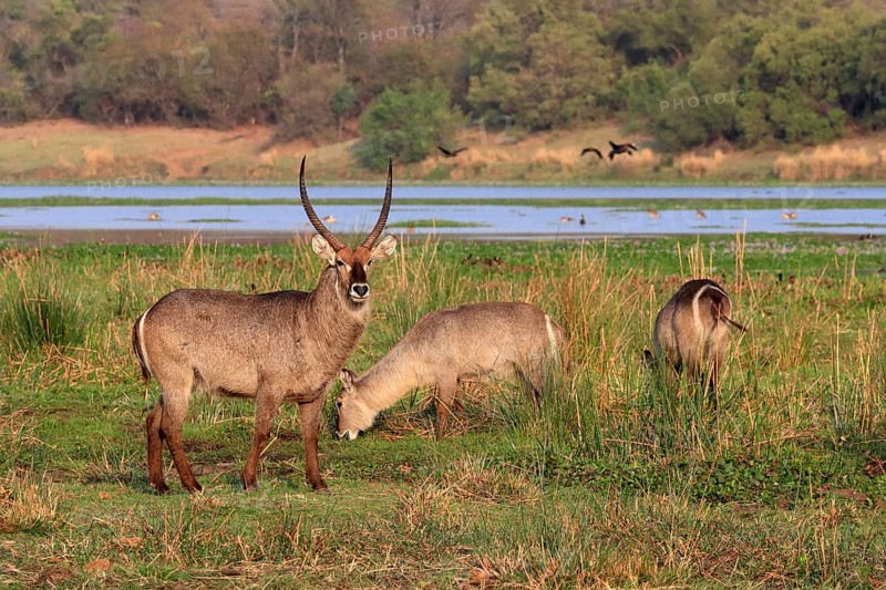 Ellipsen waterbuck (Kobus ellipsiprymnus), adult, male, female, group, foraging, vigilant, Kruger National Park, Kruger National Park, Krugerpark, South Africa, Africa