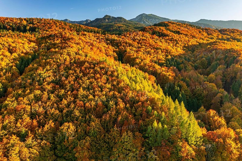Aerial view of a mountain forest in front of mountains in autumn, sunny, Ohlstadt, view of Herzogstand and Heimgarten, Alpine foothills, Upper Bavaria, Bavaria, Germany, Europe