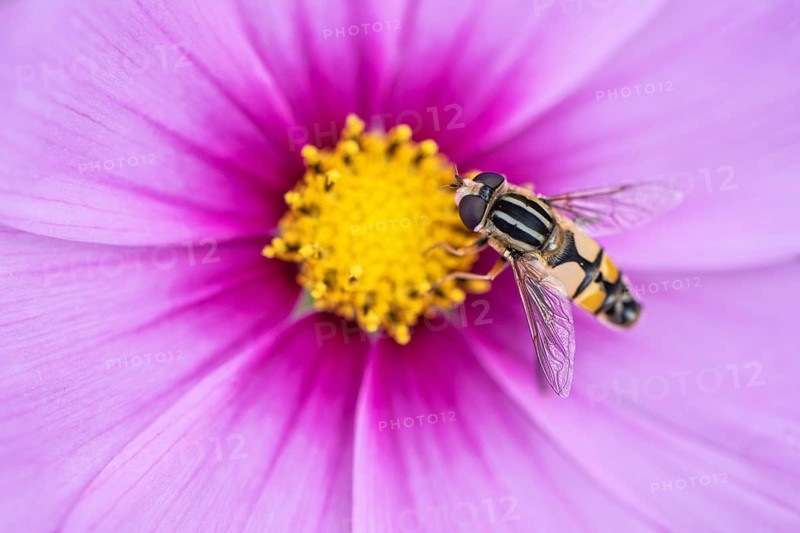 Large marsh hoverfly (Helophilus trivittatus) on Cosmee (Cosmos), Emsland, Lower Saxony, Germany, Europe