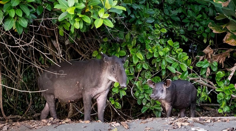 Baird's tapir (Tapirus bairdii), mother and young, in the rainforest, Corcovado National Park, Osa, Puntarena Province, Costa Rica, Central America