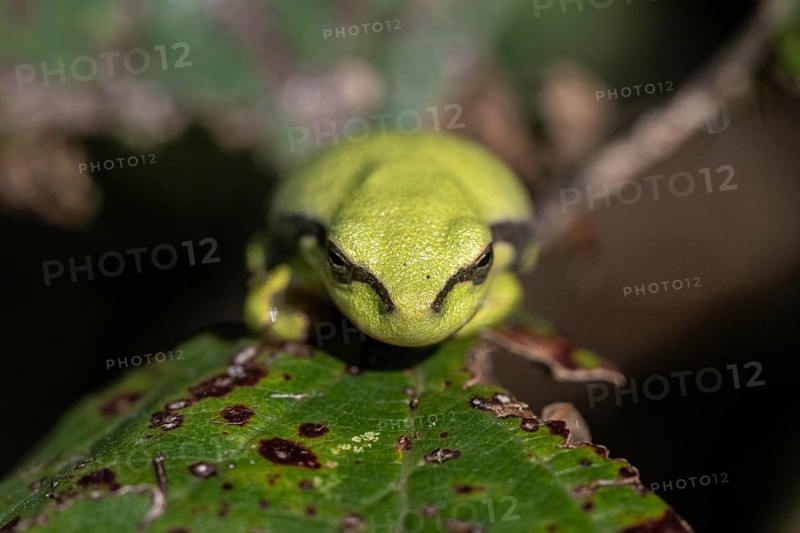 Tree frog (Hyla arborea), Lower Saxony, Germany, Europe