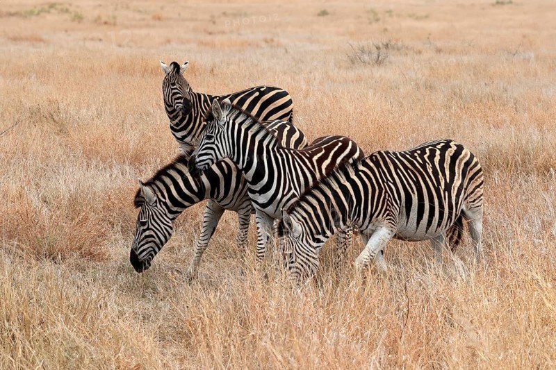 Burchell's zebra (Equus quagga burchelli), Burchell's zebra, adult, group, feeding, foraging, Kruger National Park, Kruger National Park, Kruger National Park South Africa
