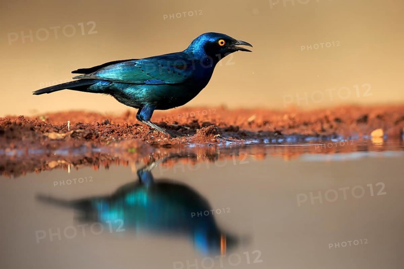 Red-shouldered Glossy Starling (Lamprotornis nitens), adult, at the water, alert, Kruger National Park, Kruger National Park, Kruger National Park South Africa