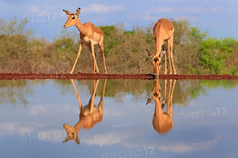 Black Heeler Antelope (Aepyceros melampus), adult, female, two, at the water, drinking, Kruger National Park, Kruger National Park, Kruger National Park South Africa
