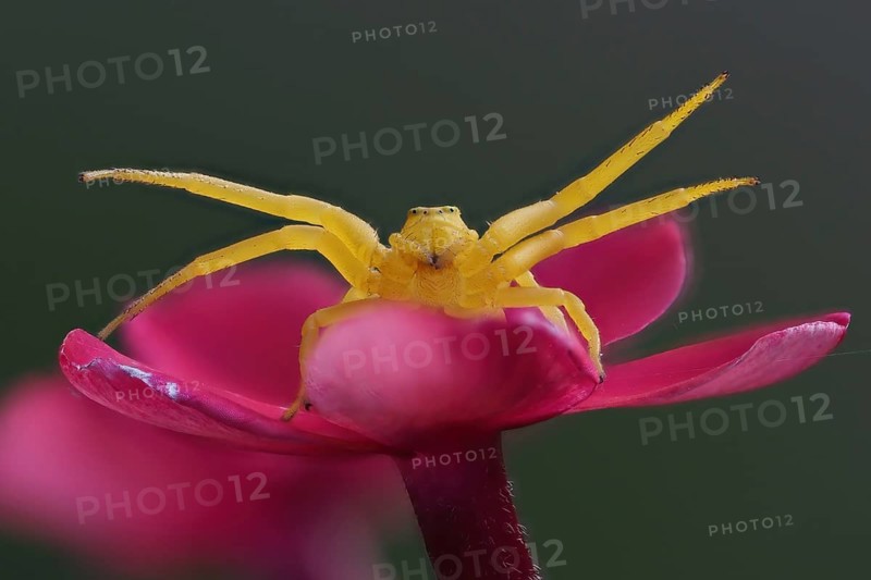 Close-up of a yellow Goldenrod crab spider (Misumena vatia) sitting on a pink flower, Hesse, Germany, Europe