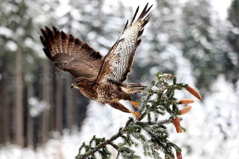 Common buzzard (Buteo buteo), adult on tree in winter, flying up, in the snow, Zdarske Vrchy, Bohemian-Moravian Highlands, Czech Republic, Europe
