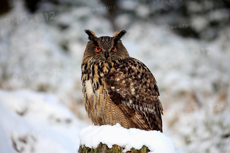 Eurasian Eagle-owl (Bubo bubo), adult on tree stump in winter, in the snow, vigilant, Zdarske Vrchy, Bohemian-Moravian Highlands, Czech Republic, Europe