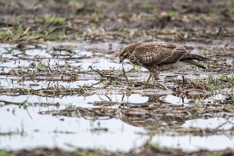 Steppe buzzard (Buteo buteo) with earthworm, Emsland, Lower Saxony, Germany, Europe