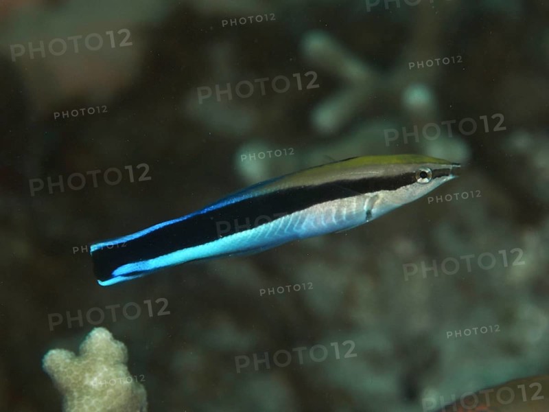 A black and blue false cleaner wrasse (Aspidontus taeniatus) swims in clear water over corals, dive site Gondol Bay, Gondol, Bali, Indonesia, Asia