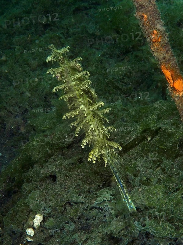 A jewellery filefish (Chaetodermis penicilligerus), filefish, swimming in an abandoned coral nursery, top view, dive site Secret Bay, Gilimanuk, Bali, Indonesia, Asia