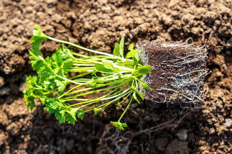 Agriculture, herb gardening, parsley plants, in a field, with a planting machine, planted in rows