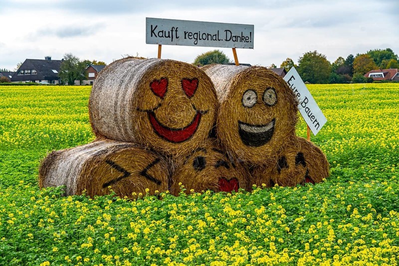 Advertising for regional purchasing, from farmers in the region, straw bales in a rapeseed field near Nottuln, North Rhine-Westphalia, Germany, Europe