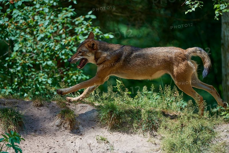 Gray wolf (Canis lupus), jumping in the forest, on a sandy hill, surrounded by green leaves and trees, summer, Germany, Europe