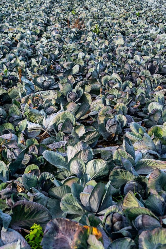 Red cabbage field, growing area in the south of Düsseldorf, Volmerswerth district, on the Rhine, North Rhine-Westphalia, Germany, Europe