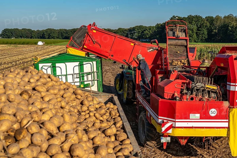 Potato harvesting, so-called split harvesting method, first the tubers are taken out of the ground with a row planter, then, after a short drying phase, collected with a bunker harvester and loaded, North Rhine-Westphalia, Germany, Europe