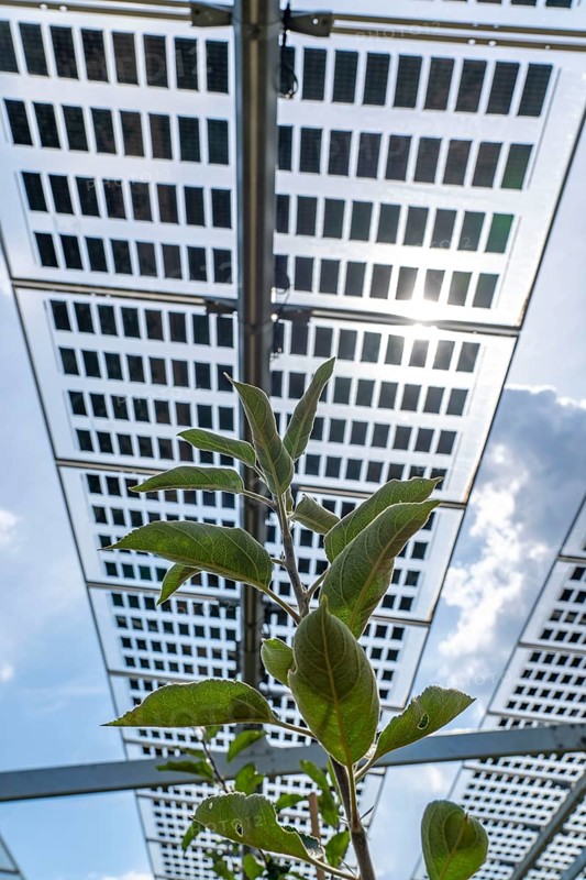 Agri-photovoltaic test plant, an apple orchard with two different systems of PV modules was roofed over 3000 square metres, rain and sunlight comes through, at the same time protection against hail and heavy rain, next to it are the same trees but without a solar roof, as a comparison object, how the PV roof affects the trees and harvest, the field test is accompanied by the Fraunhofer Institute for Solar Energy Systems ISE, in Grafschaft-Gelsdorf, Rhineland-Palatinate, Germany, Europe