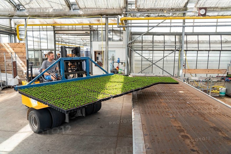 Horticultural business, cuttings, heather, heather plants, Calluna vulgaris, are transported after growing and repotting, into a greenhouse, for further growth, North Rhine-Westphalia, Germany, Europe