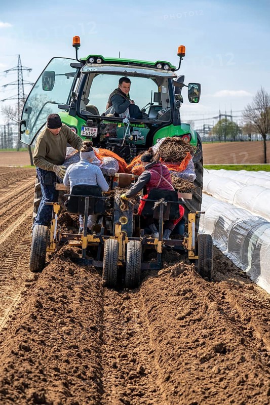 Asparagus farm, asparagus plant, planted in a field, with a planting machine, after a good year the first asparagus grows from the rhizome, the plant remains in the ground for up to 10 years and can be harvested, pricked, near Dormagen, Rhineland, North Rhine-Westphalia, Germany, Europe