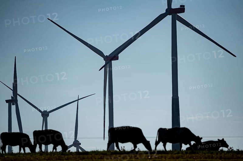 Cows on a pasture, wind farm near Bad Wünneberg, East Westphalia Lippe, North Rhine-Westphalia, Germany, Europe