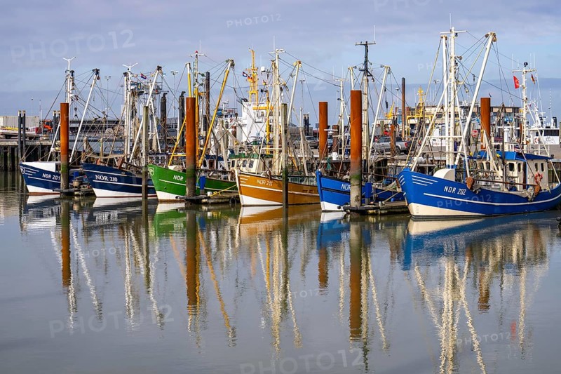 Fishing boats, shrimp boats in the harbour of Norddeich, Lower Saxony, Germany, Europe