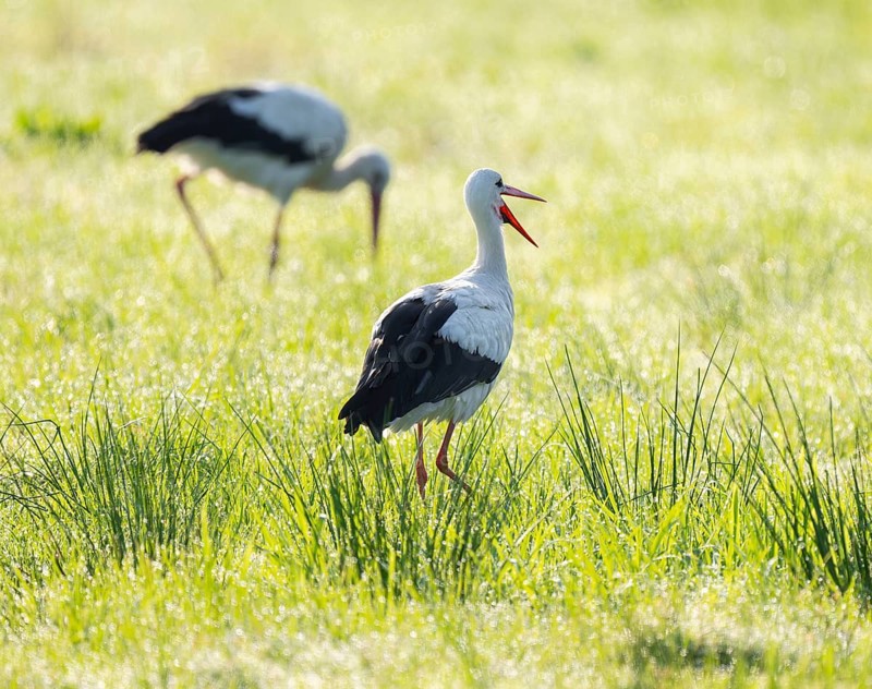 White storks (Ciconia ciconia) foraging in a meadow in the early morning, dew beads on the grass, Lower Saxony, Germany, Europe