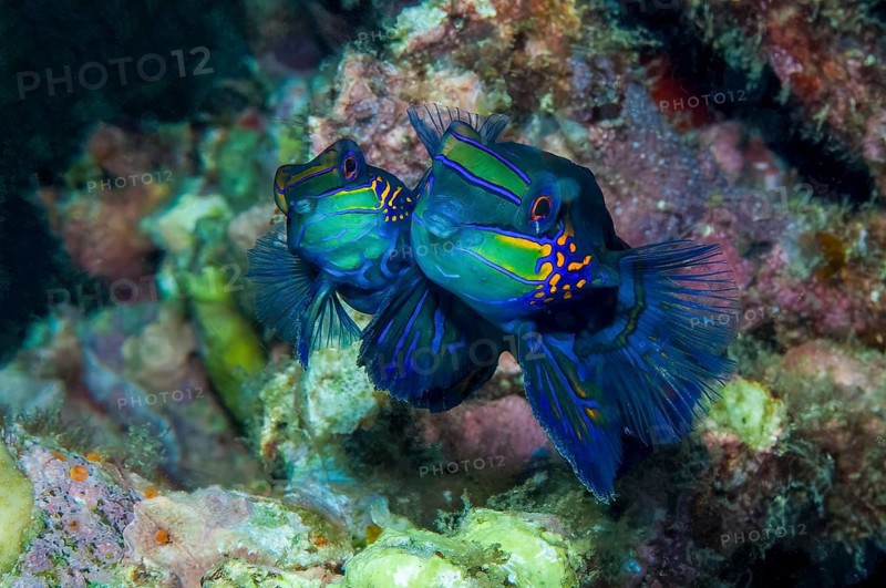 Mandarinfish (Synchiropus splendidus) mating, Pacific, Indo-Pacific, Yap Island, Yap State, Caroline Islands, FSM, Federated States of Micronesia, Australia, Oceania
