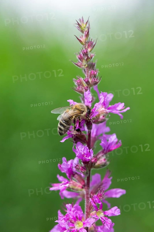 A honey bee (Apis mellifera) sits on a pink flower, purple loosestrife (Lythrum salicaria) and pollinates it, Baden-Württemberg, Germany, Europe