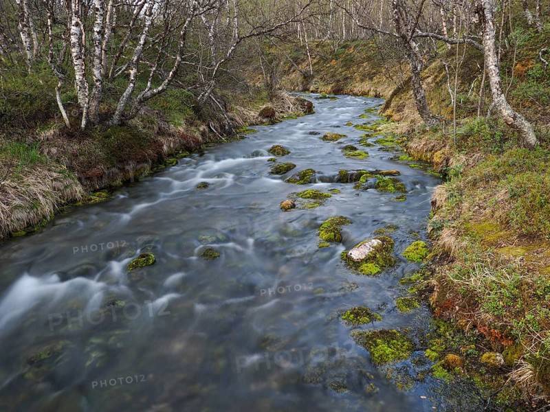 Hill stream, among Hairy Birch (Betula pubescens) woodland, May, Finnish Lapland