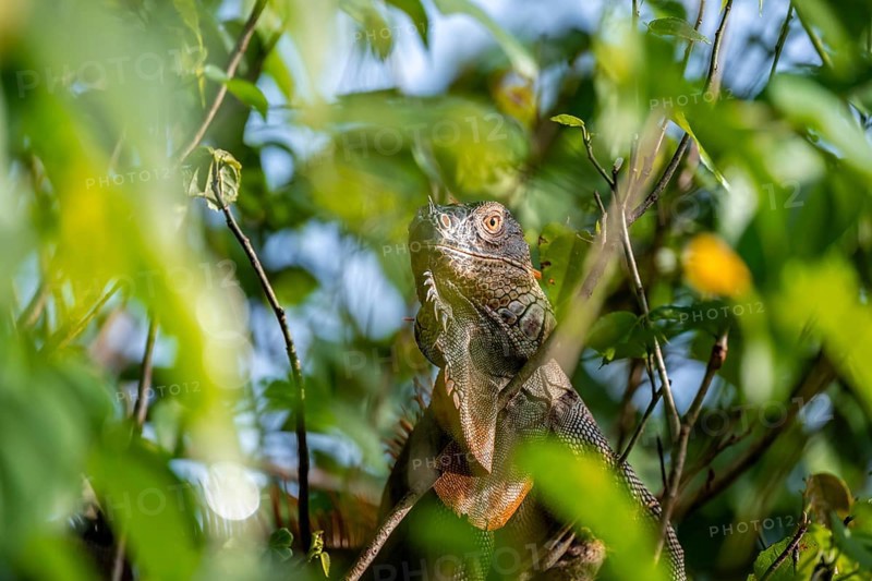 Green iguana (Iguana iguana) between leaves, Tortuguero National Park, Costa Rica, Central America