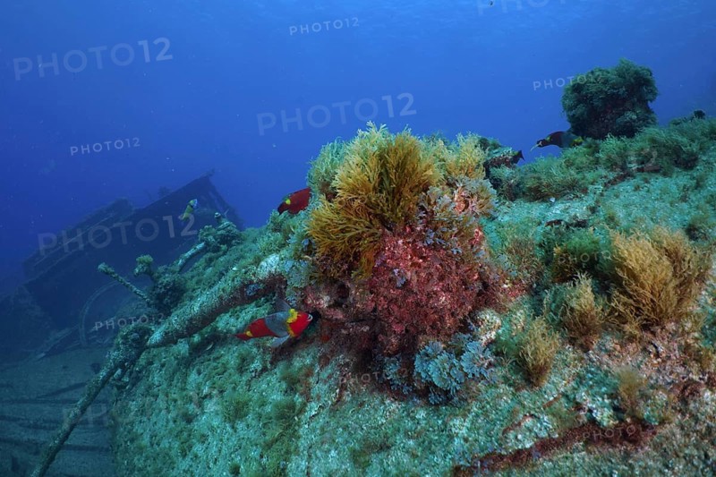 Algae and fish on an overgrown shipwreck under water. Dive site Wreck of the Condesito, Las Galletas, Tenerife, Canary Islands, Spain, Europe