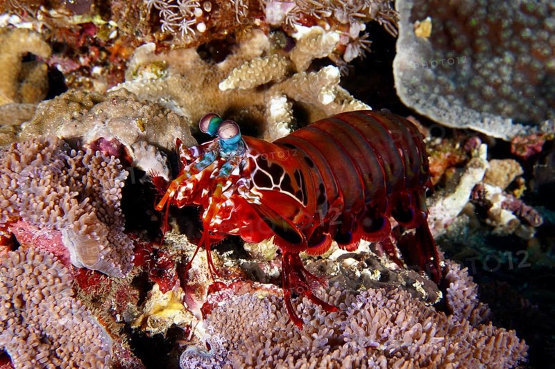 Multicoloured clown mantis shrimp (Odontodactylus scyllarus) on a coral reef, dive site Toyapakeh, Nusa Ceningan, Nusa Penida, Bali, Indonesia, Asia