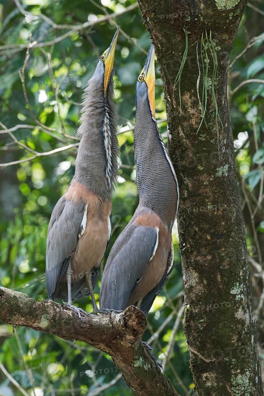 Bare-throated Night Heron (Tigrisoma mexicanum), Tortuguero National Park, Costa Rica, Central America