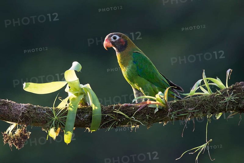 Grey-cheeked parrot (Pyrilia haematotis), Costa Rica, Central America