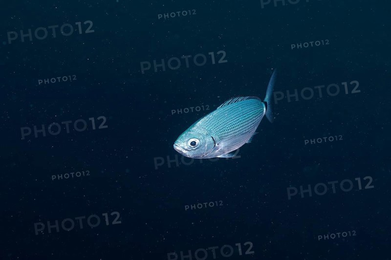 A silver fish, sea bream (Oblada melanura), swims alone in deep blue water in the Mediterranean near Hyères. Dive site Sec de la Jeaune Garde, Giens peninsula, Provence Alpes Côte d'Azur, France, Europe