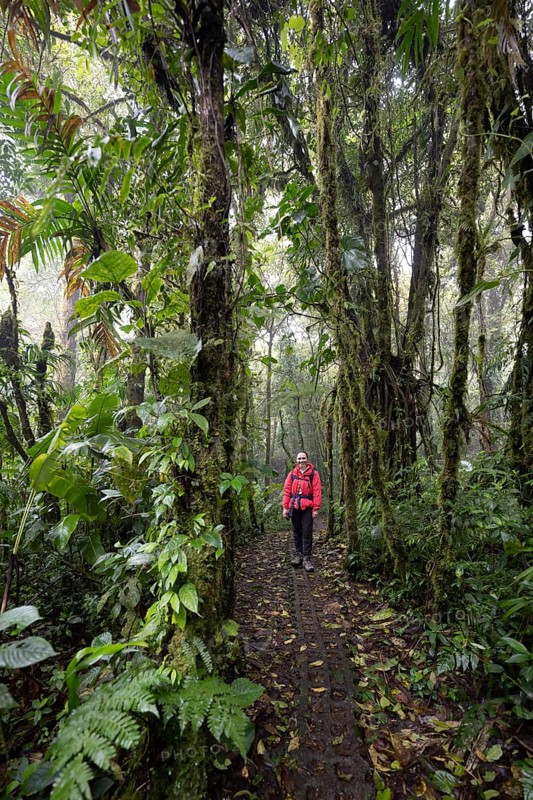 Young woman on a hiking trail with dense vegetation, tourist in the rainforest, Monteverde Cloud Forest, Monte Verde, Puntarenas Province, Costa Rica, Central America