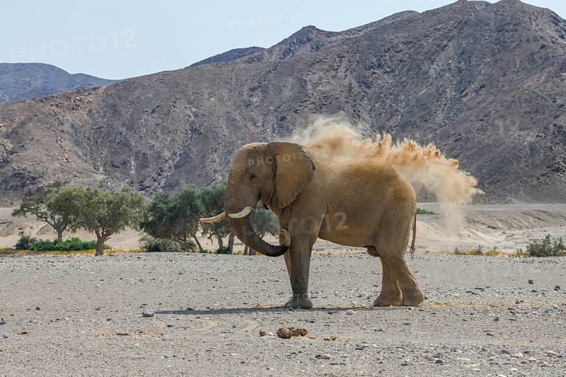 Desert elephant (Loxodonta africana) taking a sand bath in the Hoanib dry river, Kaokoveld, Kunene region, Namibia, Africa