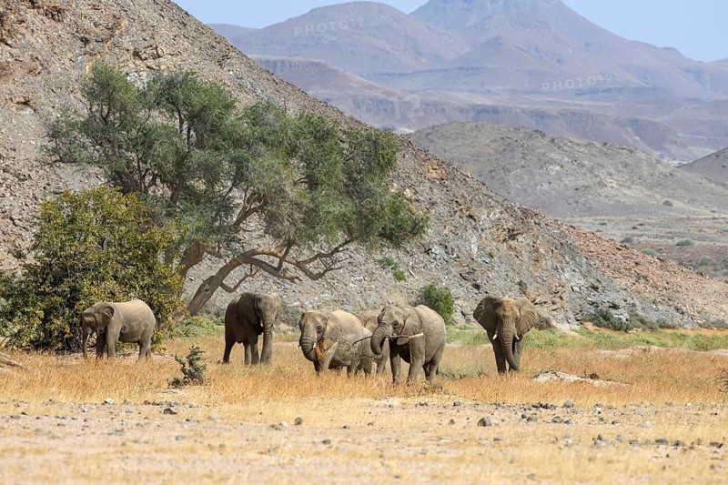 Desert elephants (Loxodonta africana) in the Huab dry river, Damaraland, Kunene region, Namibia, Africa