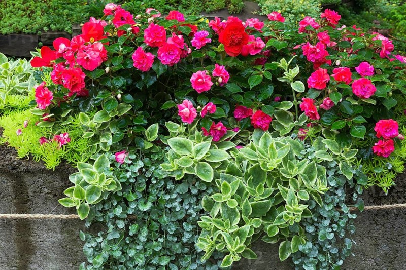 Camellia japonica, Common Camellia, Sedum spurium, Two-Row Stonecrop, Dichondra repens 'Emerald Falls', Sedum, Stonecrop growing in grey concrete container in summer, Quebec, Canada, North America