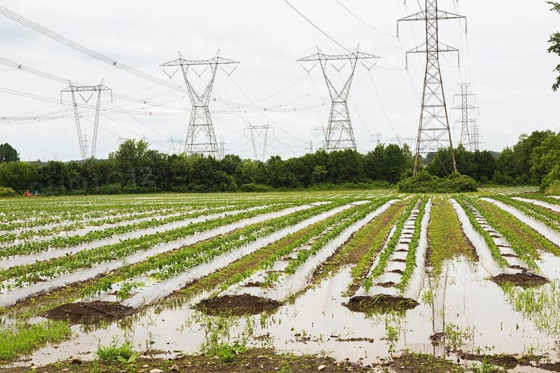 Young vegetable crops protected by plastic sheeting growing in agricultural field flooded and damaged by heavy rainfall due to climate change and bordered by electricity transmission towers in summer, Quebec, Canada, North America