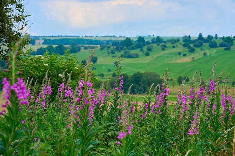 Landscape with blooming sally (Epilobium angustifolium) in the foreground and green hills under an overcast sky, Lange Rhön, Oberelsbach, Rhön-Grabfeld, Rhön, Bavaria, Germany, Europe