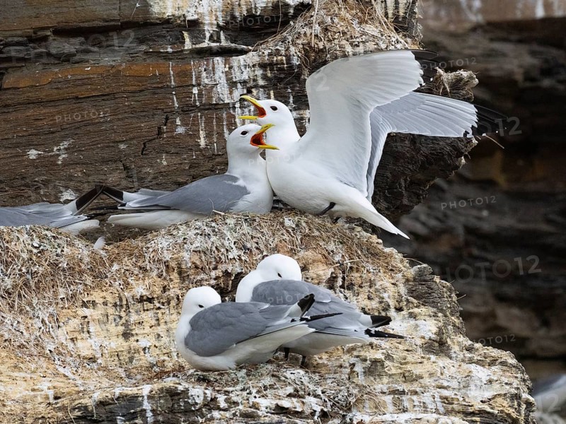 Black-legged kittiwake (Rissa tridactyla), greeting ceremony of pair at nest in breeding colony, on coastal cliffs of Arctic Ocean, May, Varanger Fjord, Norway, Europe