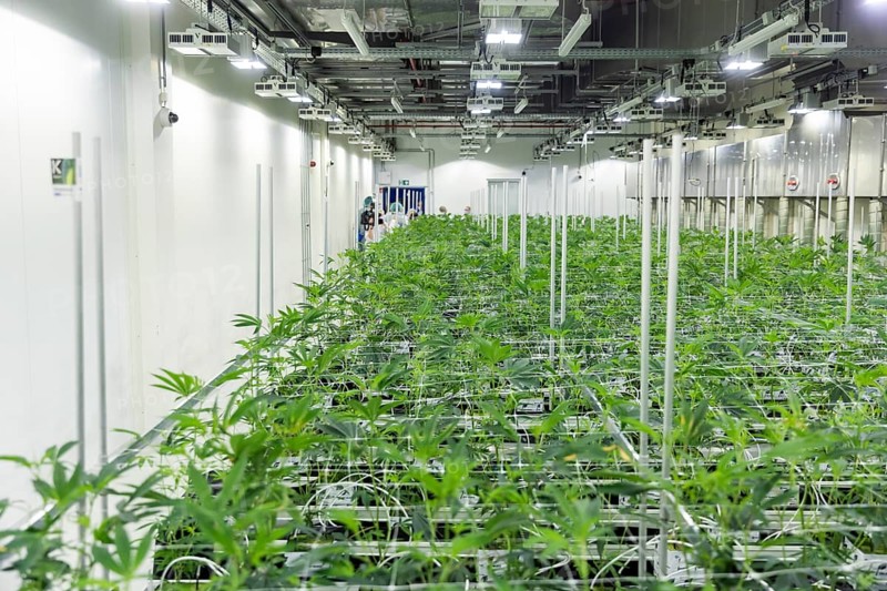 DEU/Saxony/Ebersbach The Saxon cannabis producer Demecan is now the first German company to be authorised to cultivate medicinal cannabis indefinitely under the new Cannabis Act. The company had been authorised to produce since 2019, albeit subject to conditions such as a maximum production quantity or regulated distribution. These conditions will now no longer apply, which will improve the supply situation for medicinal cannabis. The Federal Government Commissioner for Addiction and Drug Issues Burkhard Blienert and Health Minister Petra Köpping took a tour of the production facility to find out more about the production of medicinal cannabis., Federal Drug Commissioner Burghard Blienert and Health Minister Petra Köpping visit Saxon cannabis producer Demecan, Ebersbach, Saxony, Germany, Europe