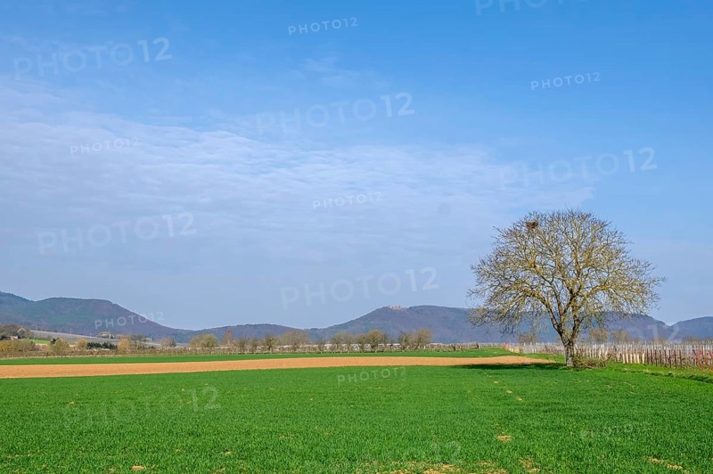 Landscape with walnut tree, in the background the Palatinate Forest, Southern Palatinate, Palatinate, Rhineland-Palatinate, Germany, Europe