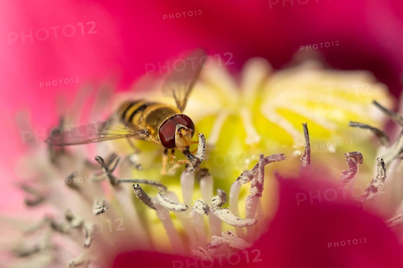 Common hoverfly (Eupeodes corollae) adult insect feeding on a garden poppy flower, Suffolk, England, United Kingdom, Europe
