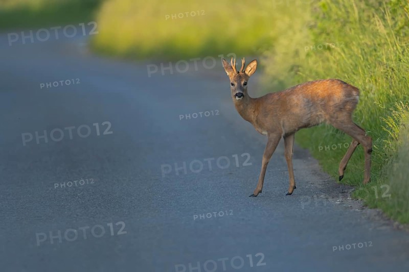 Roe deer (Capreolus capreolus) adult male buck animal preparing to walk across a country road, Suffolk, England, United Kingdom, Europe