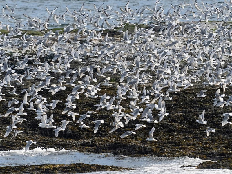 Black-legged kittiwake (Rissa tridactyla), flock flying off from coastal rocks of Arctic Ocean, beside breeding colony, May, Varanger Fjord, Norway, Europe