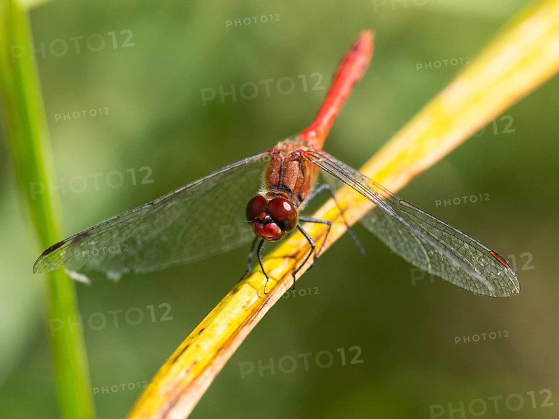 Common darter dragonfly (Sympetrum striolatum), male sun basking on plant stalk, Hesse, Germany, Europe
